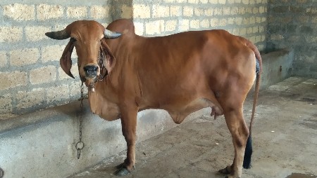 ગીર પેલા વેતરની હોઙકી વૈસવાની છે