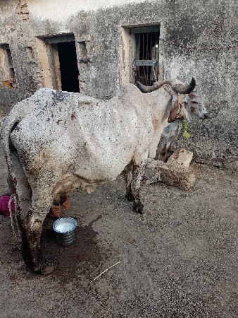 5 લિટર દૂધ છે