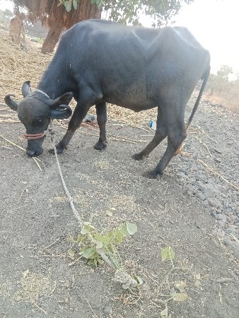 ભેંસ વેચવાની છે