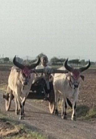 ગોઢલા વેચવાના છે