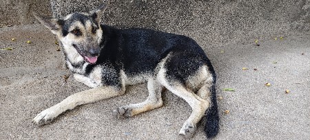 female dog