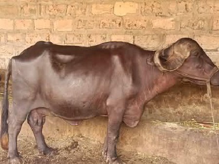 ભેંસ વેચવાની છે