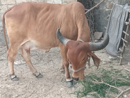 વેચવાની છે