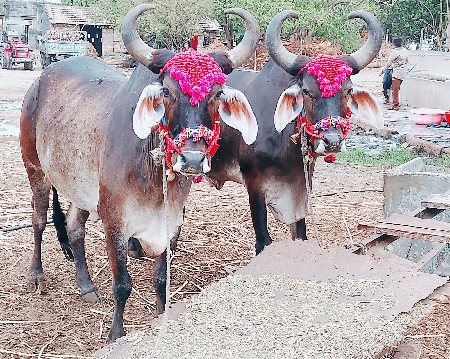 ગોઢલા વેચવાના છે