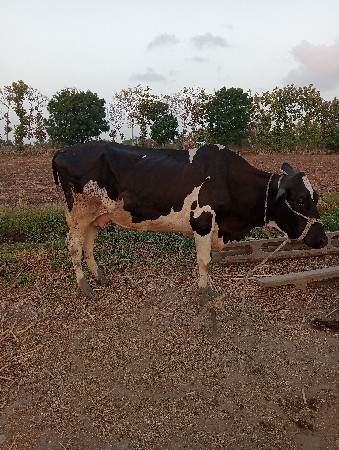 બાર રણજીતભાઈ