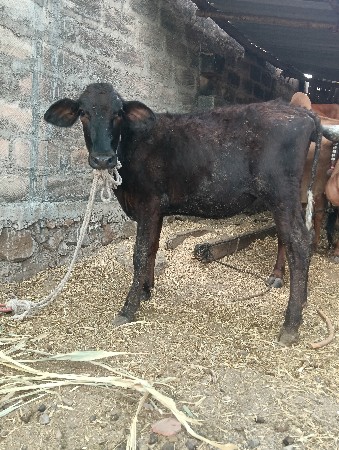વાચડી વેસવાની છે