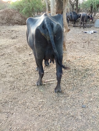 ભુરી ખળૅલી વૅસવાની