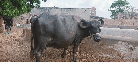 ચોથું વેતર વિયાશે આચર ગરમિનજવાબ