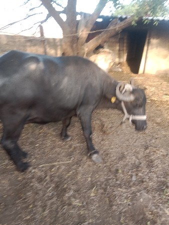 ભેંસ વેચવાની છે