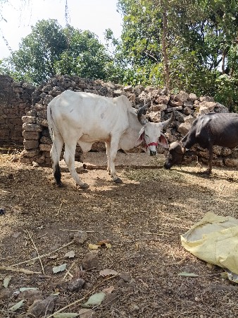 વેચવાનો છે