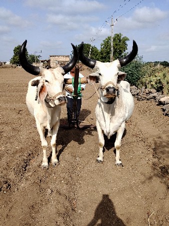 વઢિયારા‌ બળદ વેચવાના છે.