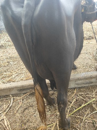 ભેંસ વેચવાની છે