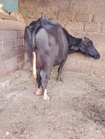 ભેંસ વેચવા ની છે