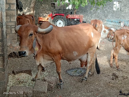 ગાય વેસવા ની છે