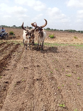 બડદ વેચવાના છે