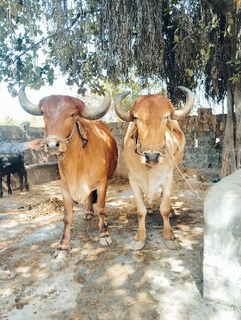 બળદ વેચવાના છે.