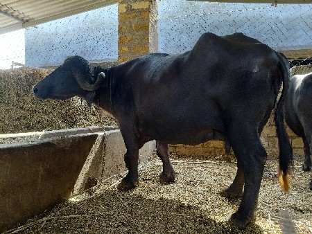 વેચવાની 6