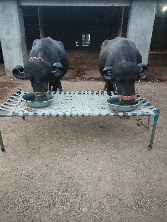 બે ખડેલી બીજા વેતર ની છે