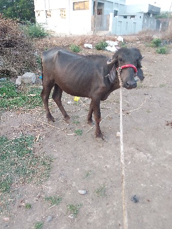 kutta
