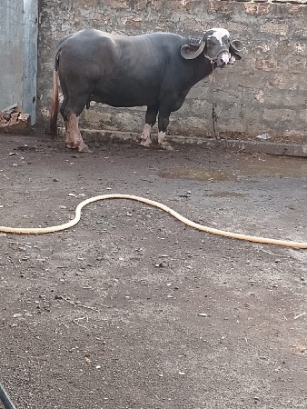 ભેંસ લેવી સારી દૂધ માટે