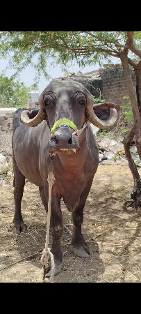પેલુ વેતર ખળેલી વેચવાની