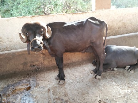 ત્રણ વર્ષ નો પાડો