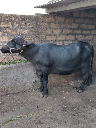2 khadela vechvana che