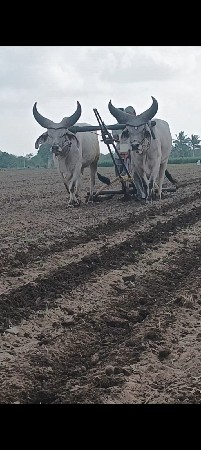 ગોધલા