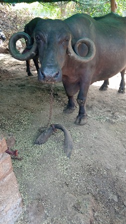 ભેંશ વેચવાની છે