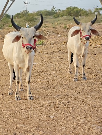 ઘોઘલા