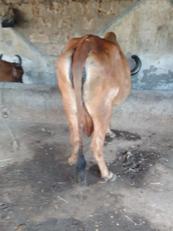 3,,ગાય વેચવાની છે