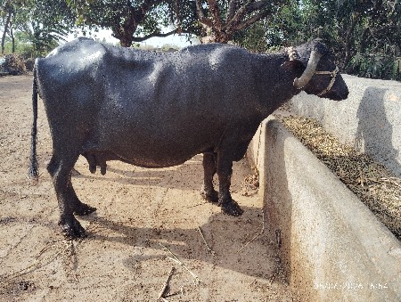 ભેંસ વેસવાની છે