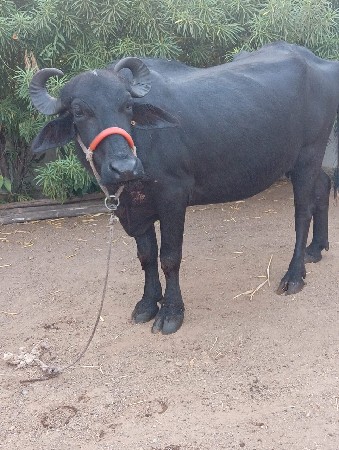 ભેસ