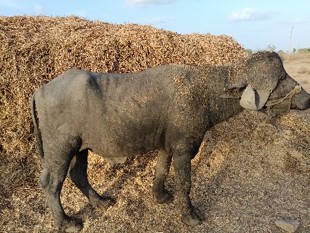 પાડો