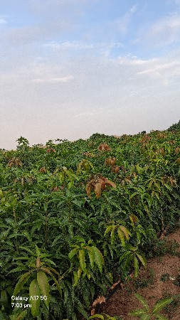 સુરેશ ભાઈ રાઠૉડ