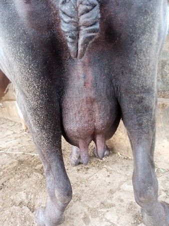 ભેંસ વેચવાની છે