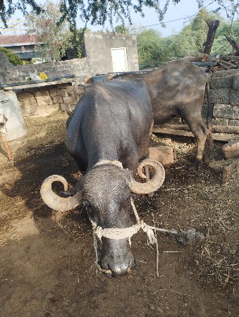 આમાફૉનકરવૉ 6355446889