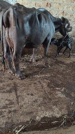 ભેસ વેચવાની છે