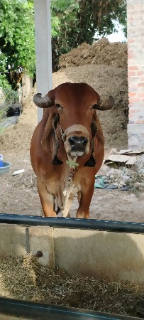 ૨ ગીર ગાય વેચવાનિ છે
