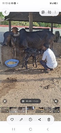 ગાય વેચવાની છે