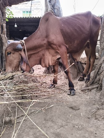 બળદ વેચવાનો છે