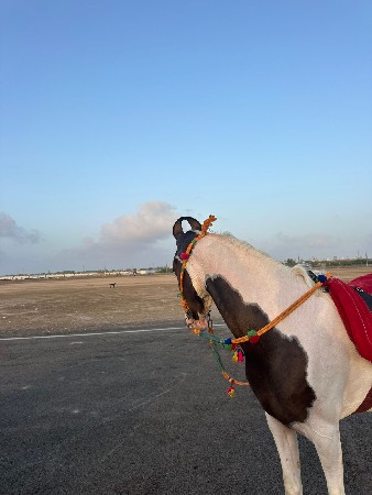 ચાલો ફુલેકાની છે 58 ગજ્જુ છે