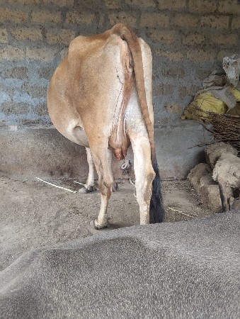veshavani
