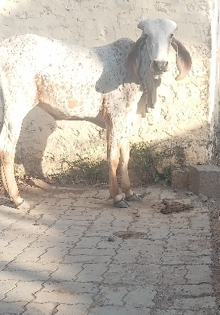 કાબરી