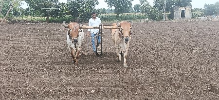બળદવેસવાનાછે