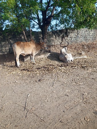બળદ વેચવાના છે