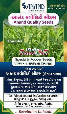 વાઠ વાળુ બારમાસી ધાસ નુ બીયારણ