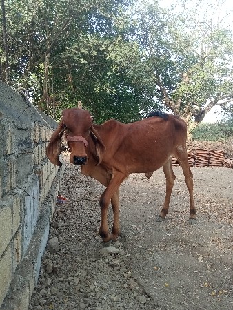ગીર વાસડીના સાટા કરવાનાં છે