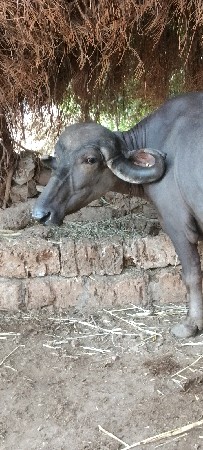 ભેંસ વેચવાની છે