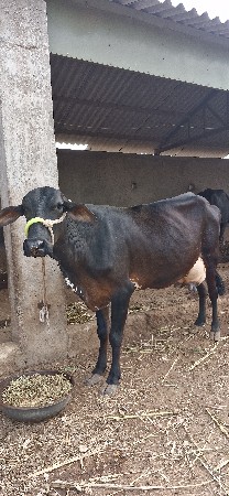 વેચવાની છે